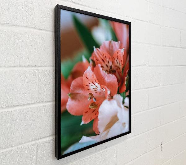 Coral Lily Bloom
