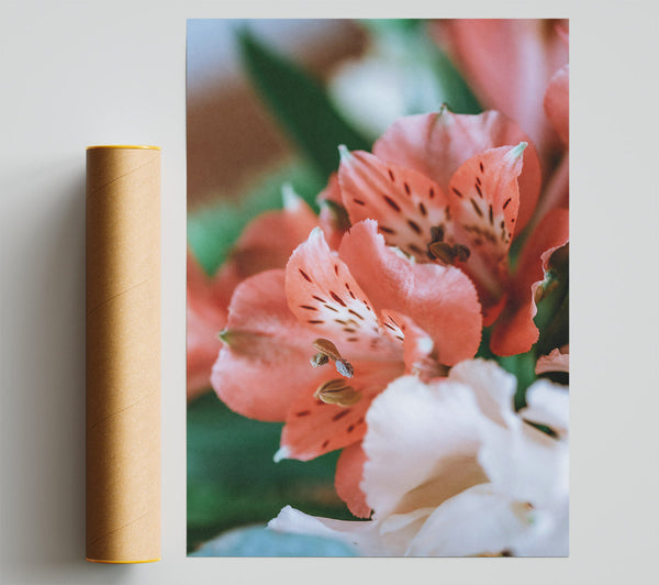 Coral Lily Bloom Giclee Print