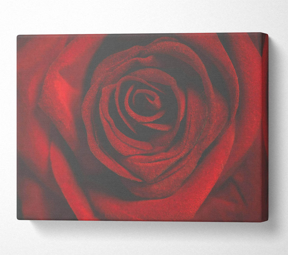  A Canvas Print of Crimson Rose Embrace Canvas Print