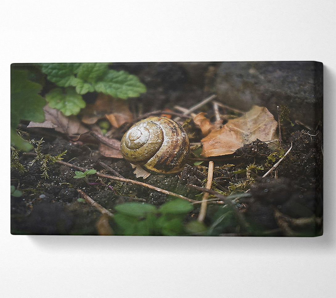  A Canvas Print of Brown Shell Retreat Canvas Art