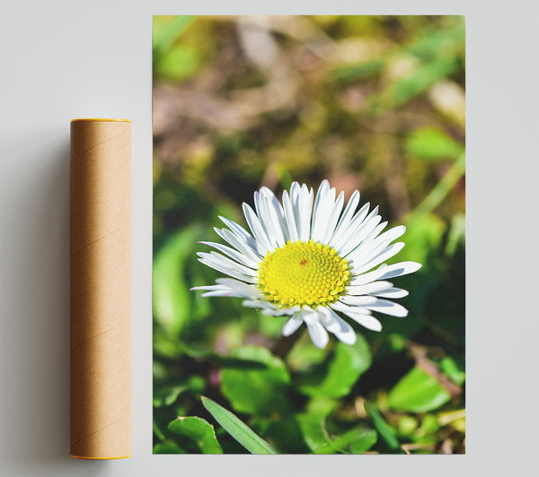 Yellow Centered White Daisy Giclee Print