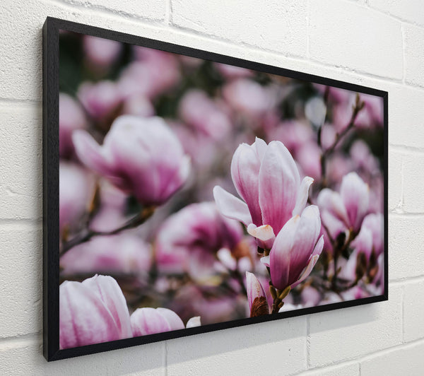 Pink Magnolia Blooms