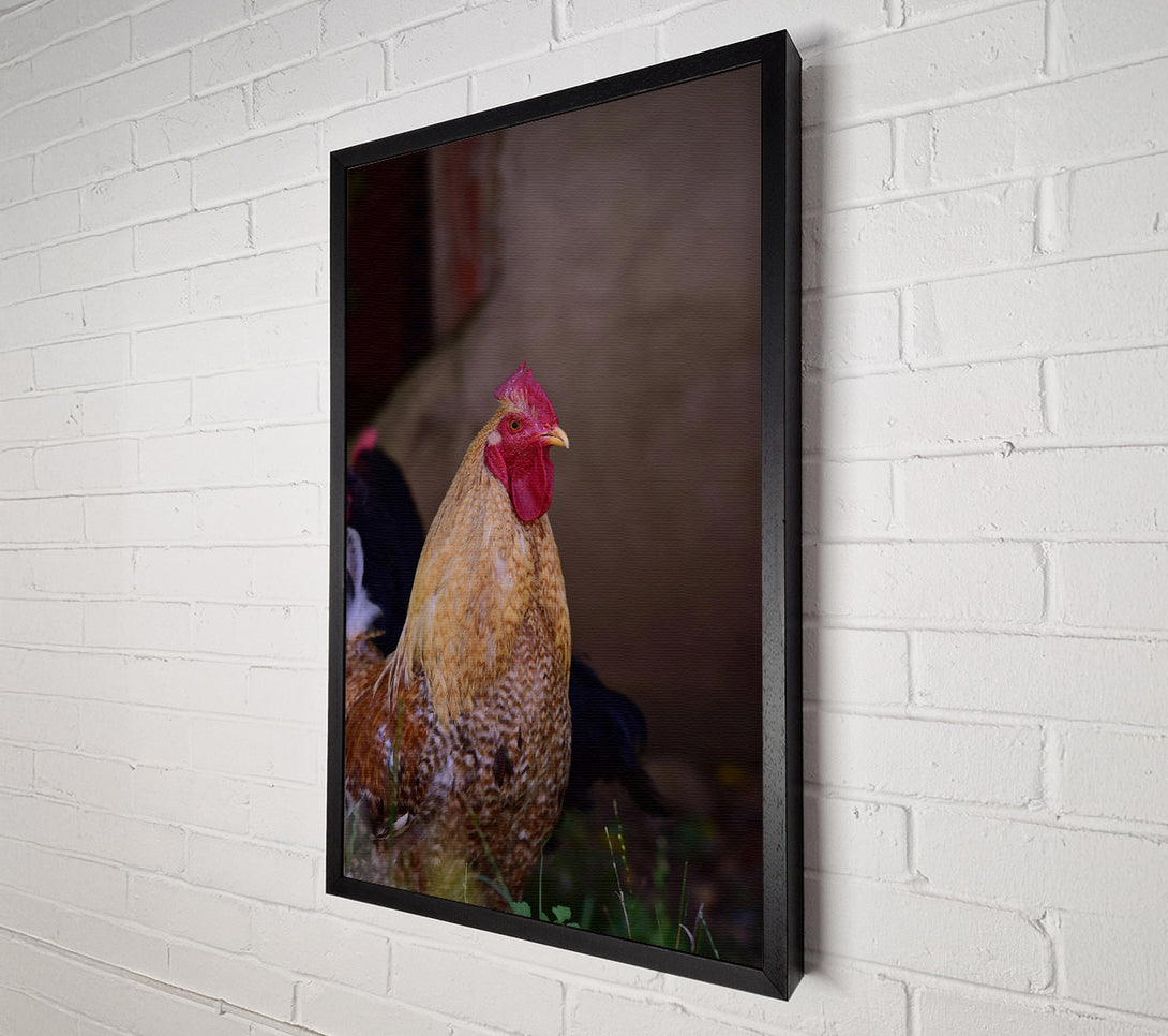  A Canvas Print of Golden Rooster Gaze Canvas Art