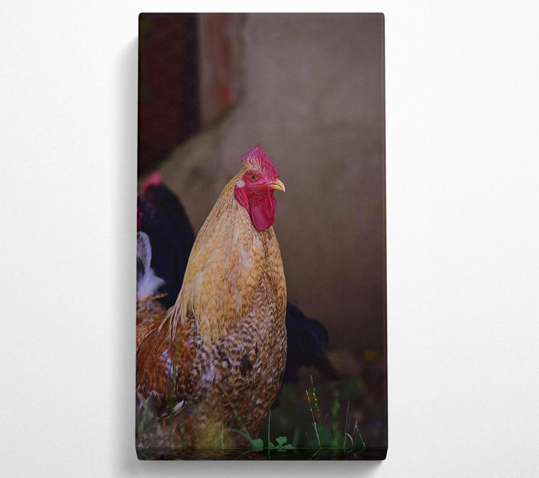  A Canvas Print of Golden Rooster Gaze Canvas Art