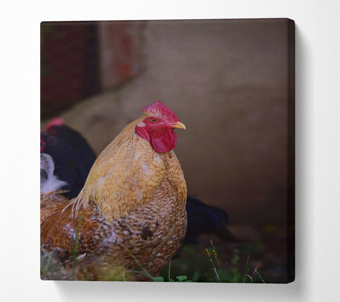 A Canvas Print of Golden Rooster Gaze Canvas Art