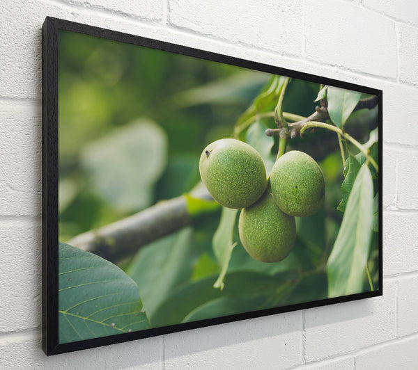 Green Walnut Trio