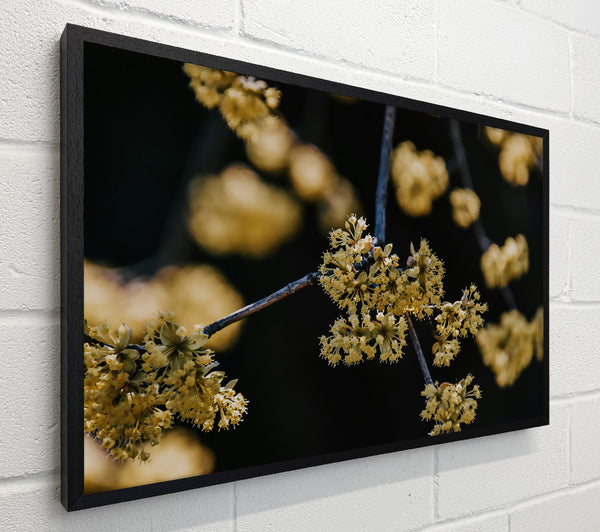 Golden Spring Blossoms