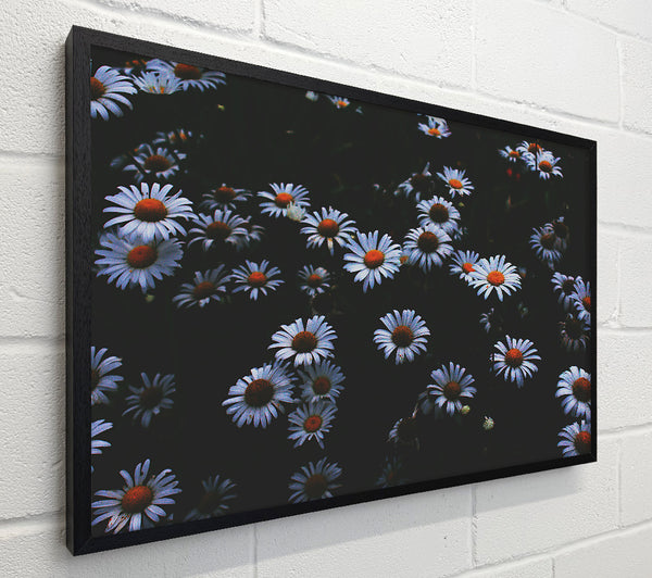 Orange Centered Daisies