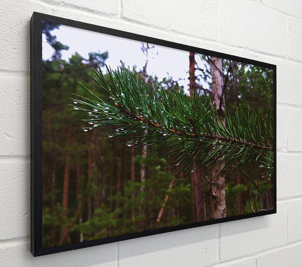 Emerald Pine Drops