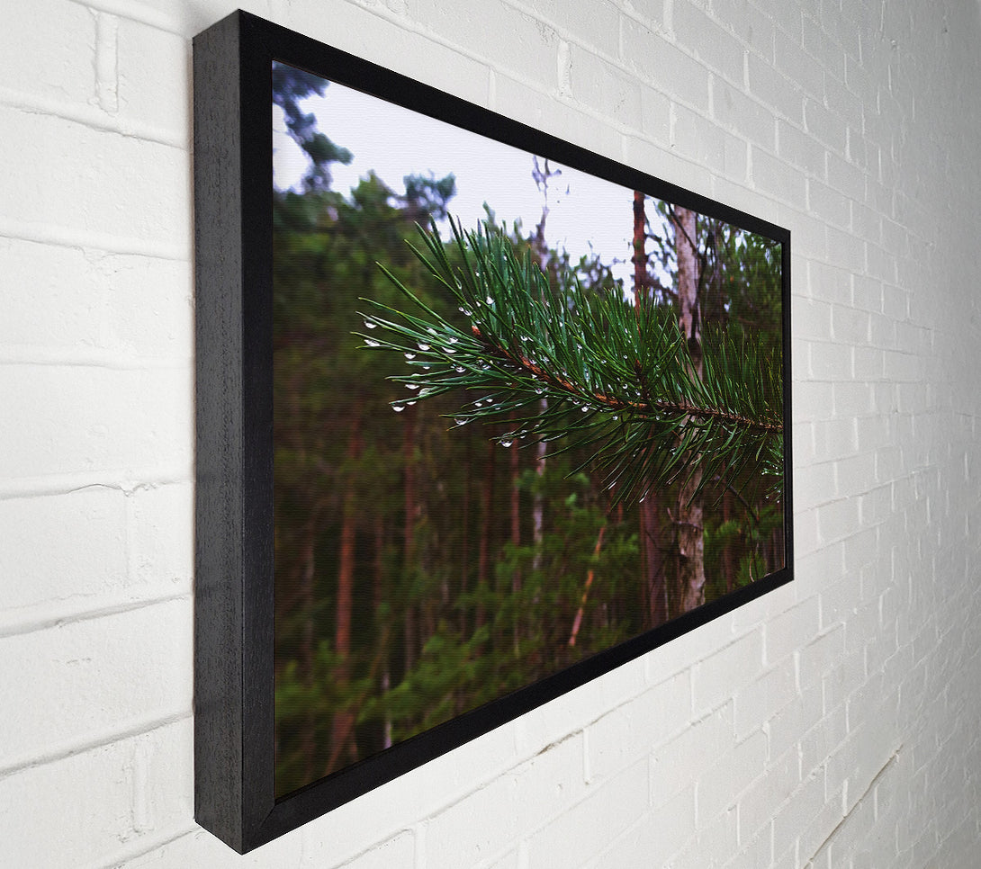  A Canvas Print of Emerald Pine Drops Canvas Art