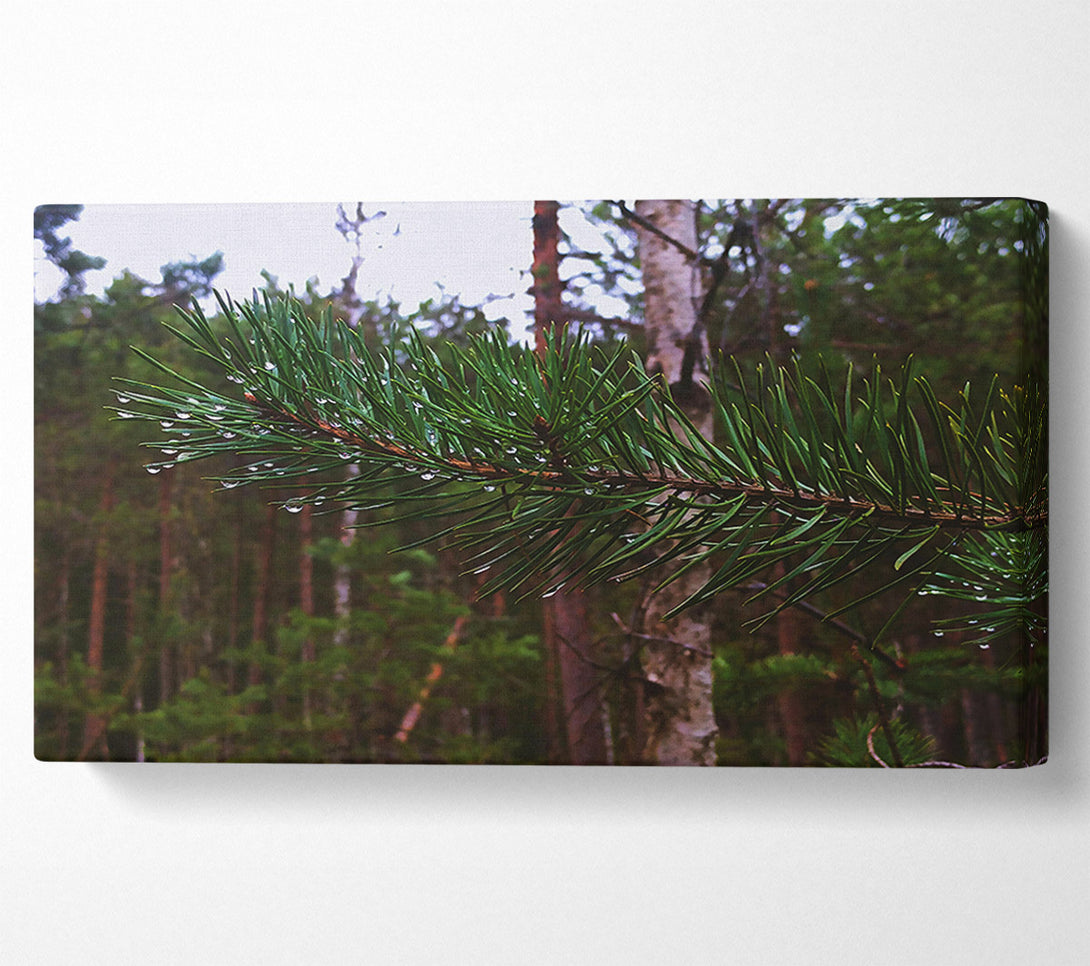  A Canvas Print of Emerald Pine Drops Canvas Art