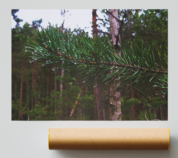 Emerald Pine Drops Print