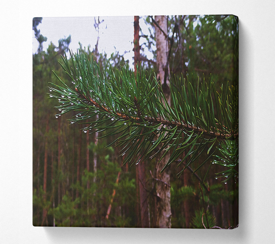  A Canvas Print of Emerald Pine Drops Canvas Art