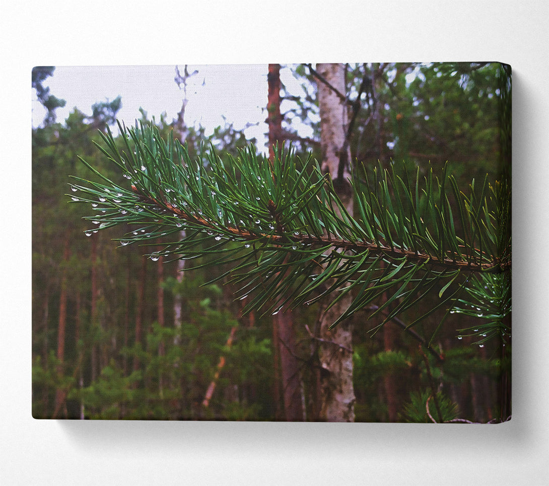 A Canvas Print of Emerald Pine Drops Canvas Art