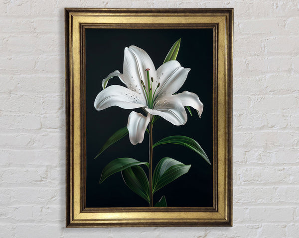 Beautiful White Lilly Opening Framed Print