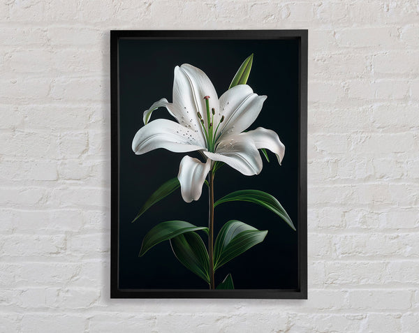 Beautiful White Lilly Opening Framed Print