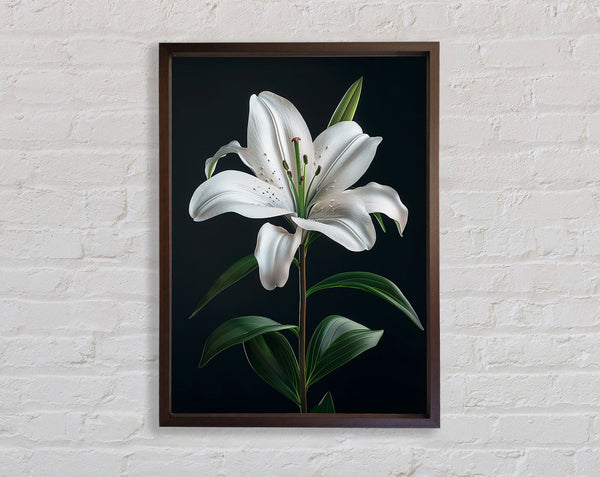 Beautiful Walnut Lilly Opening Framed Print