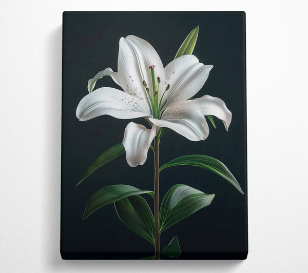  A Canvas Print of Beautiful White Lilly Opening Canvas Print