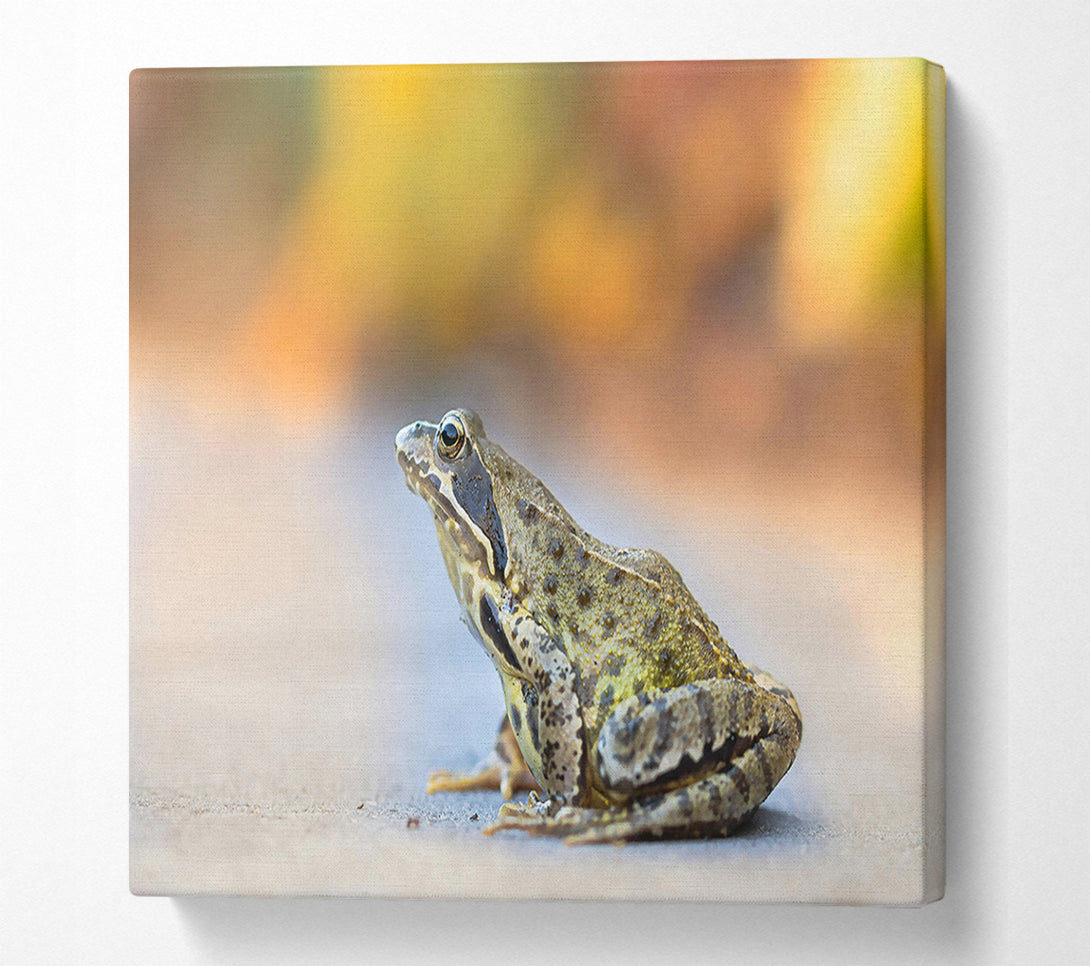  A Canvas Print of Golden Green Frog Canvas Print