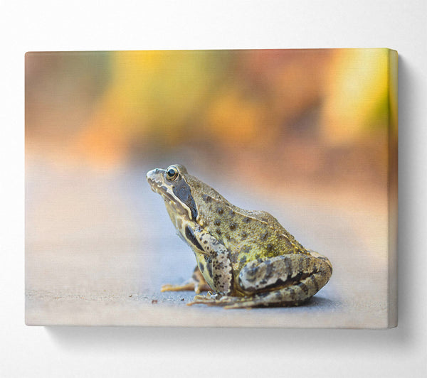  A Canvas Print of Golden Green Frog Canvas Print