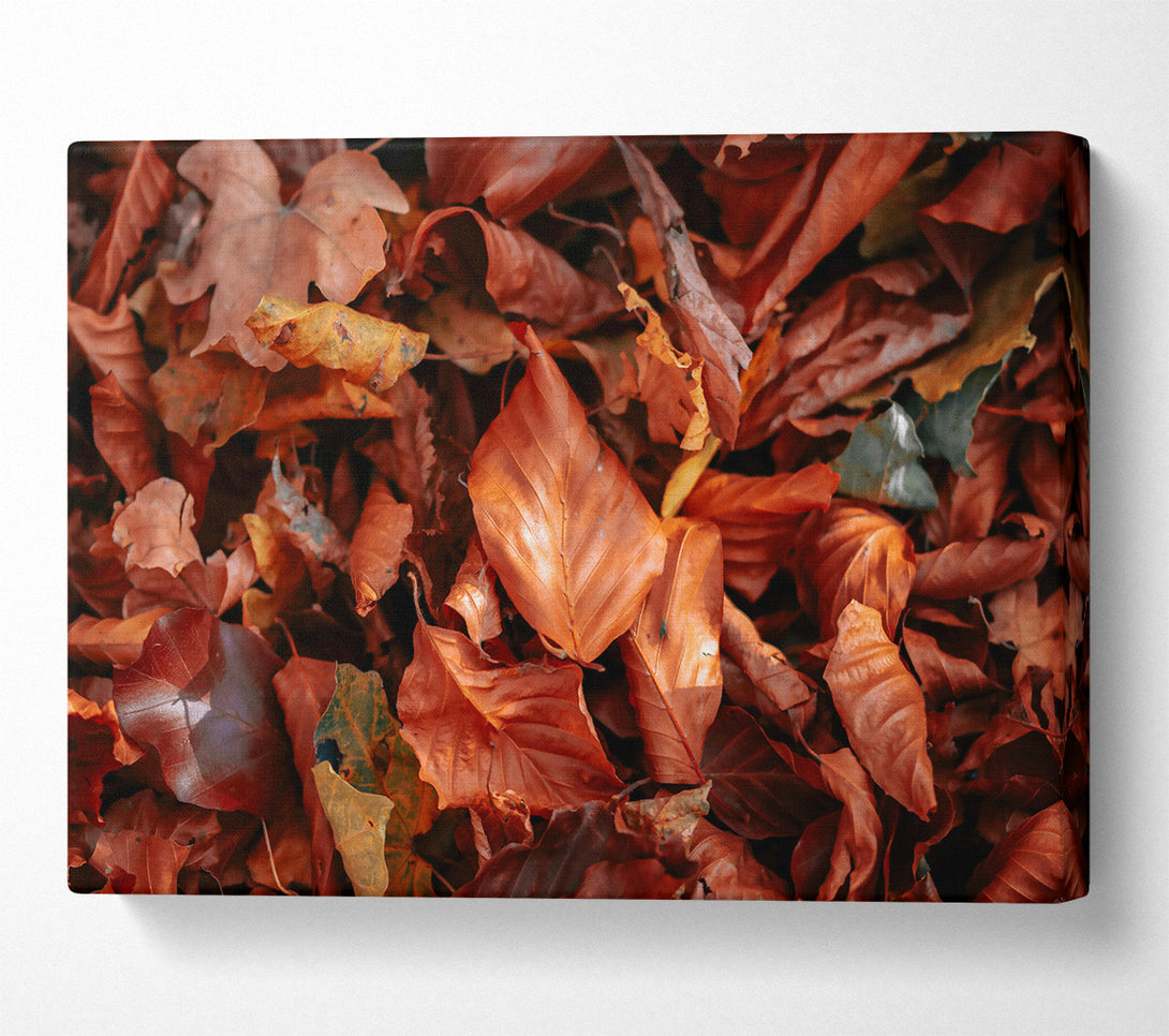  A Canvas Print of Russet Autumn Leaves Canvas Print