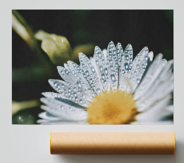 Silver Dewdrop Bloom Print
