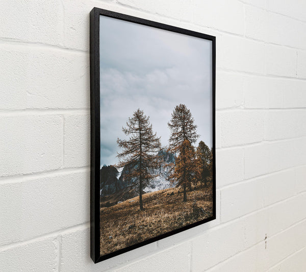 Golden Pines In Fog