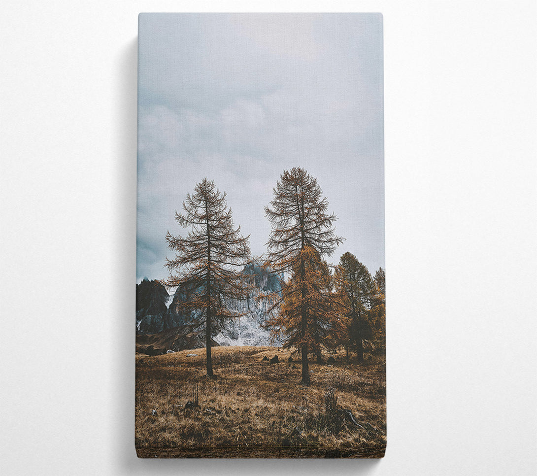  A Canvas Print of Golden Pines In Fog Canvas Wall Art