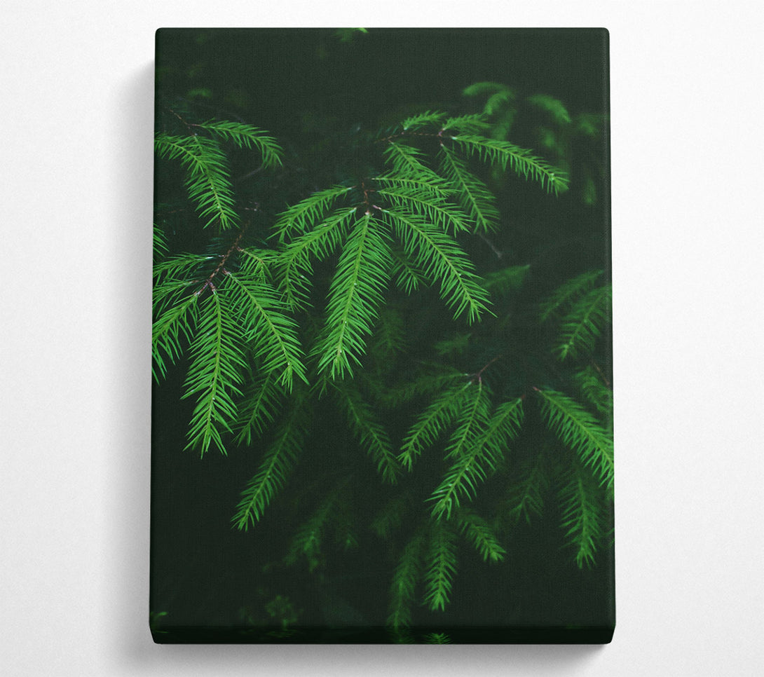  A Canvas Print of Emerald Evergreen Branches Canvas Wall Art