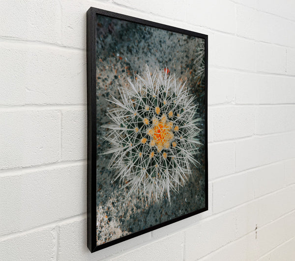 Orange Spiked Bloom