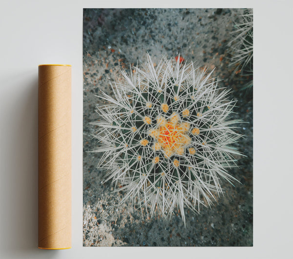 Orange Spiked Bloom Poster