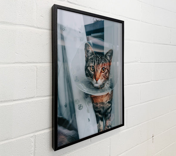 Orange Tabby'S Cone Of Shame