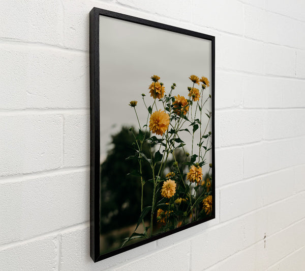 Golden Blooms In Bloom