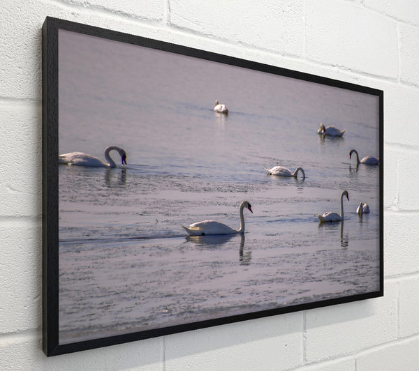 Blue Swans On Ice