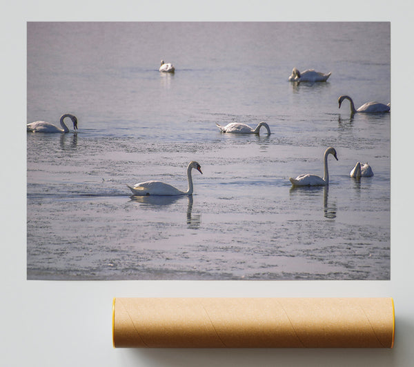 Blue Swans On Ice Poster