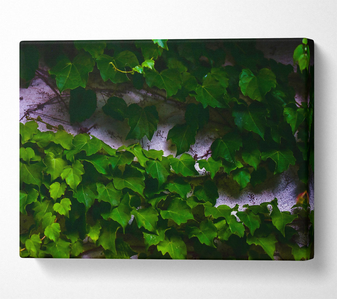  A Canvas Print of Emerald Green Vines Canvas Wall Art