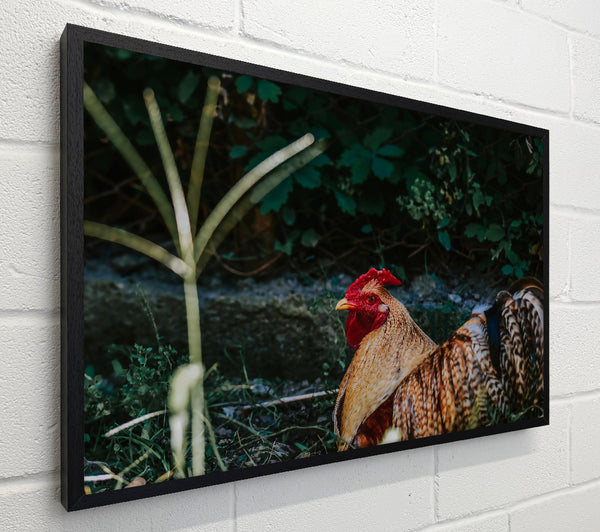 Red Rooster In The Shade