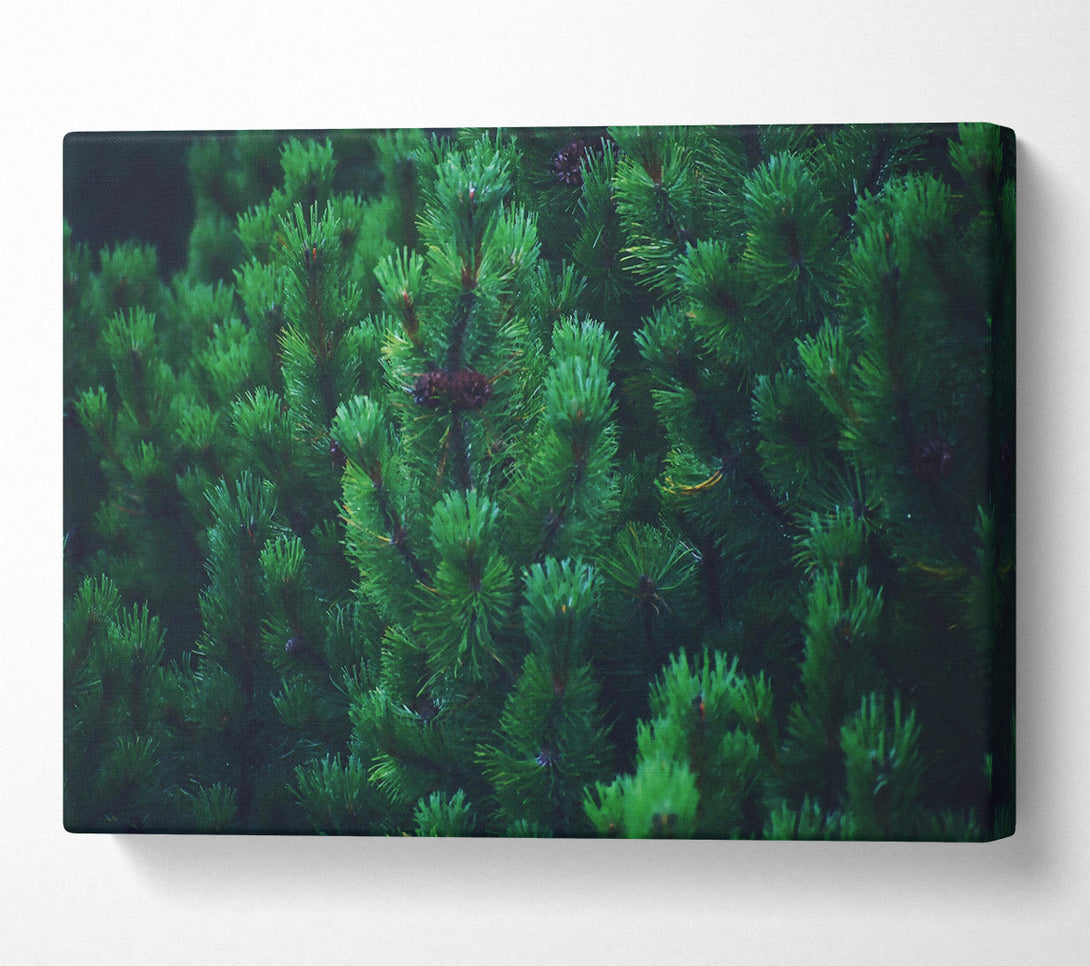  A Canvas Print of Emerald Pine Forest Canvas Wall Art