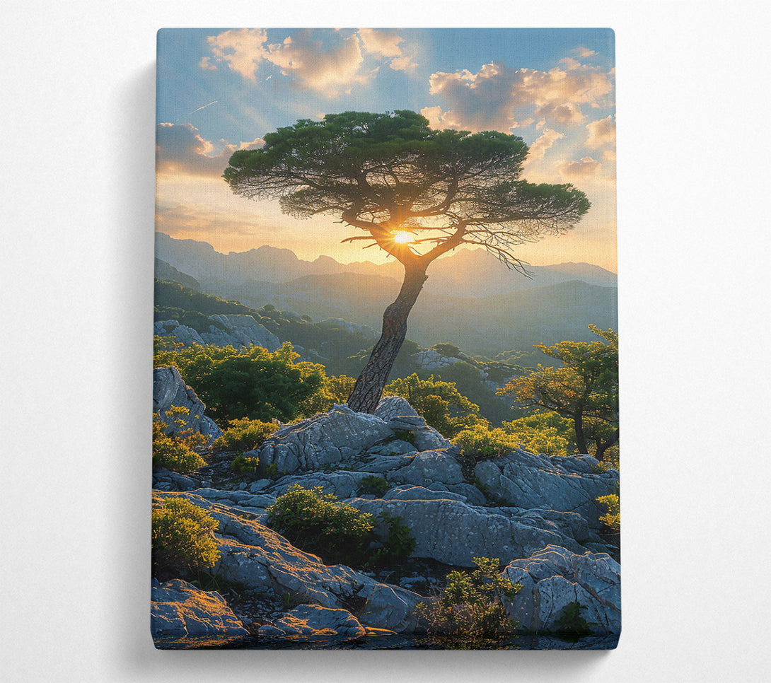  A Canvas Print of Golden Sun Through Pines Canvas Art
