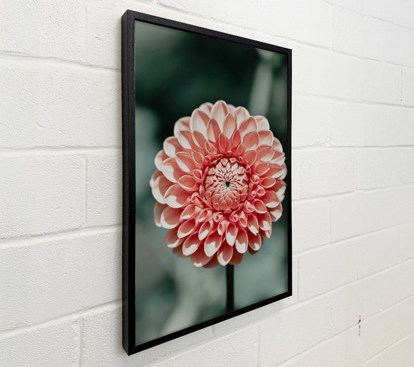 Peach Dahlia Bloom