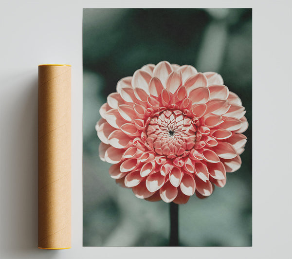 Peach Dahlia Bloom Giclee Print