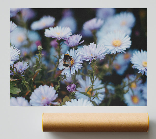 Lavender Buzzing Blooms Poster