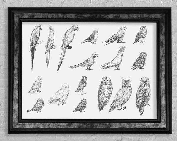 Bird Selection Framed Print
