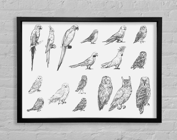 Bird Selection Framed Print