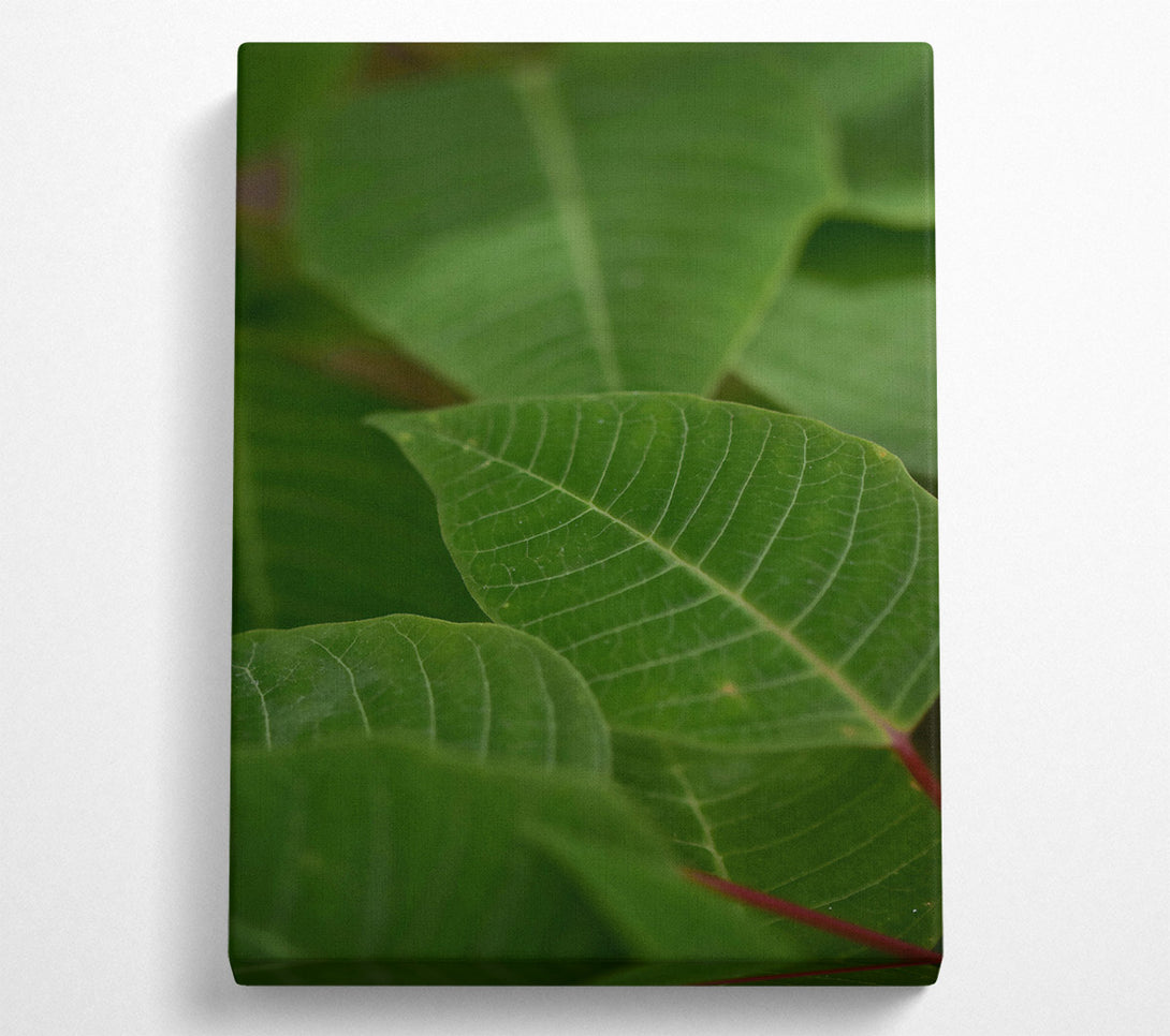  A Canvas Print of Emerald Veined Leaves Canvas Wall Art