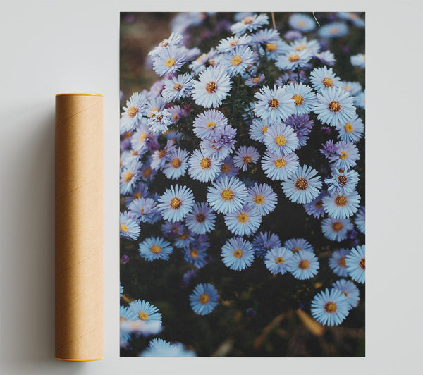 Lavender Daisy Field Poster