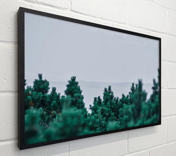 Emerald Pine Forest