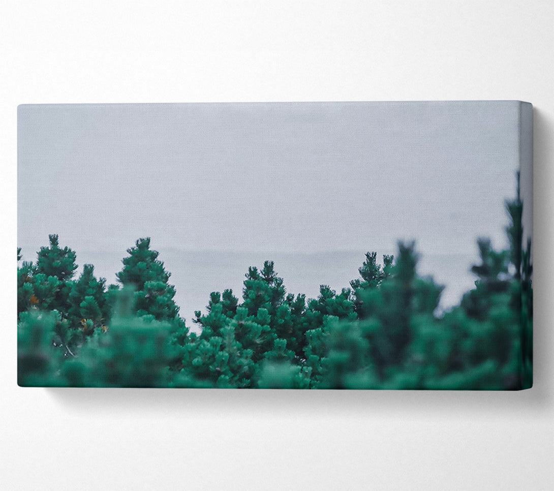  A Canvas Print of Emerald Pine Forest Canvas Wall Art