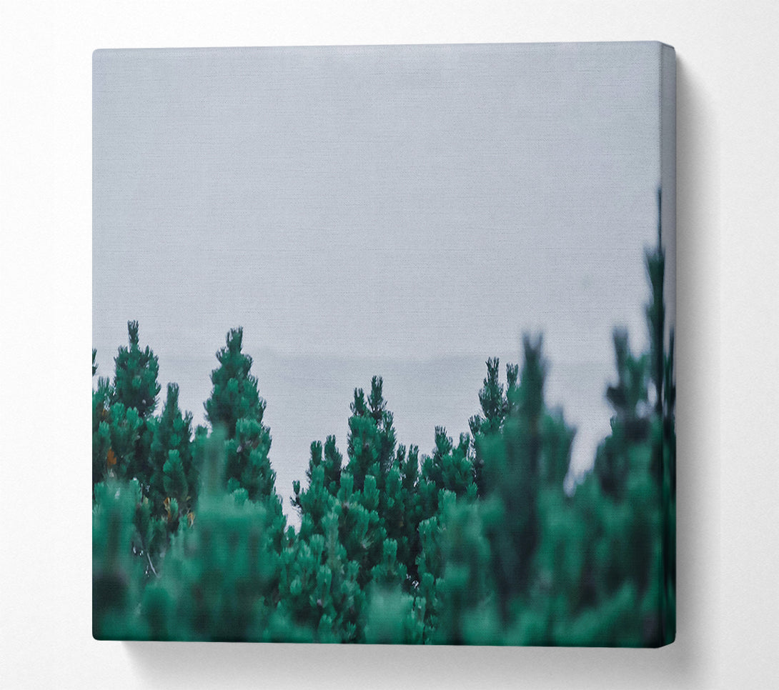  A Canvas Print of Emerald Pine Forest Canvas Wall Art