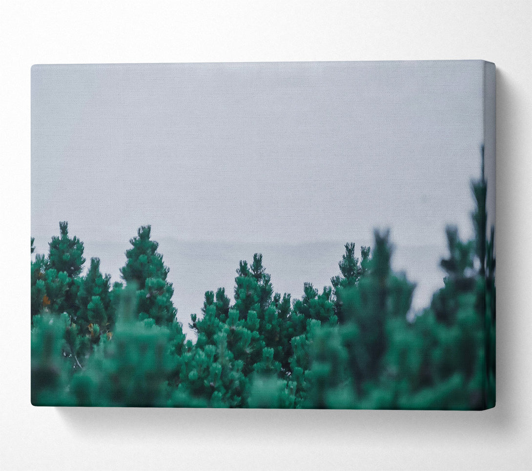  A Canvas Print of Emerald Pine Forest Canvas Wall Art